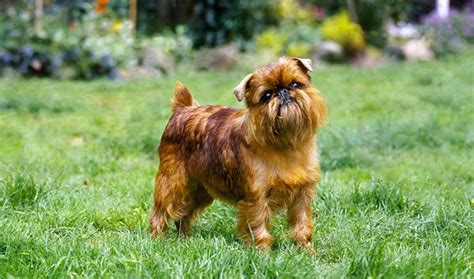 brussels griffon dog reviews.